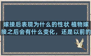 嫁接后表现为什么的性状 植物嫁接之后会有什么变化，还是以前的品种吗